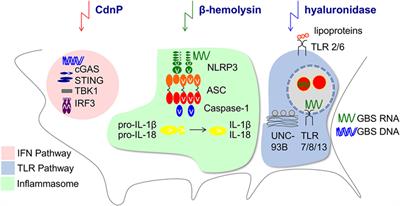 Codevelopment of Microbiota and Innate Immunity and the Risk for Group B Streptococcal Disease